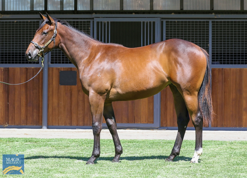 2024 Gold Coast Yearling Sale Lot 73 Exceed And Excel AUS Queen 2024-gold-coast-yearling-sale-lot-73-exceed-and-excel-aus-queen